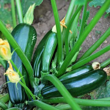 Donkergroene courgette BIO - Vilmorin