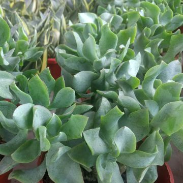 Crassula arborescens Curly Grey - Jadeplant