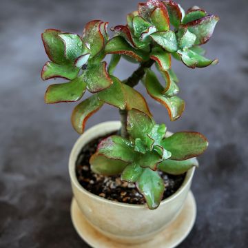 Crassula arborescens Curly Grey - Jadeplant