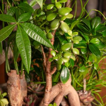 Crassula ovata - Jadeplant