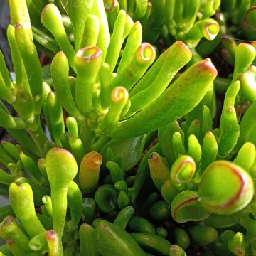Crassula ovata Hobbit - Jadeplant