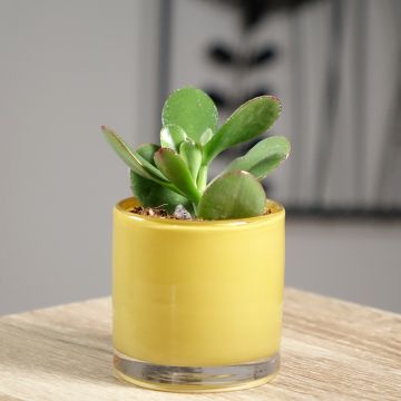 Crassula ovata - Jadeplant