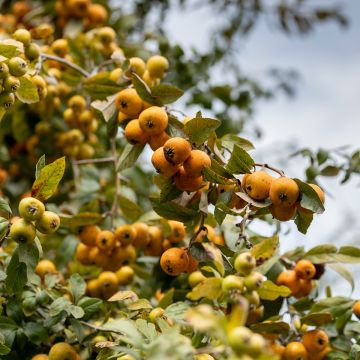 Crataegus mexicana - Mexicaanse meidoorn