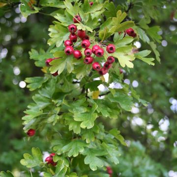 Crataegus monogyna Stricta - Eenstijlige meidoorn
