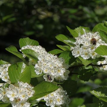 Crataegus prunifolia Splendens - Pruimbladige meidoorn