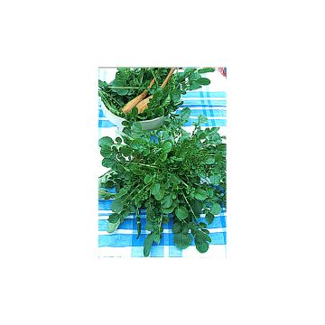 Winterkers - Barbarea verna