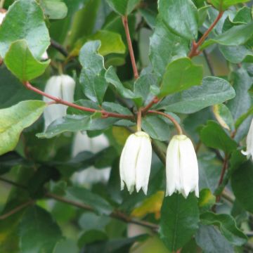 Crinodendron patagua - Chileense lantaarnboom