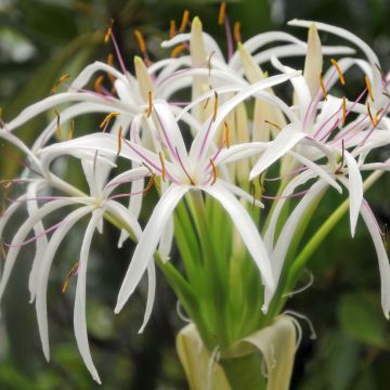 Crinum asiaticum - Haaklelie