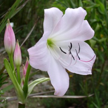 Crinum moorei - Natallelie