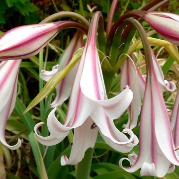 Crinum Striped Beauty - Haaklelie
