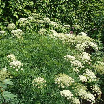 Crithmum maritimum - Zeevenkel