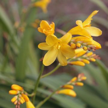 Crocosmia crocosmiiflora Sunglow - Montbretia