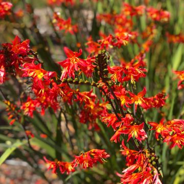 Crocosmia crocosmiiflora James Coey - Montbretia