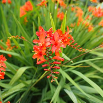 Crocosmia crocosmiiflora Mars - Montbretia