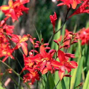 Crocosmia crocosmiiflora Zeal Tan - Montbretia