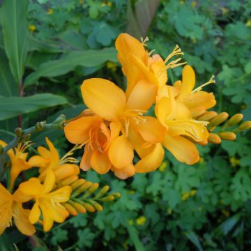 Crocosmia Paul's Best Yellow - Montbretia