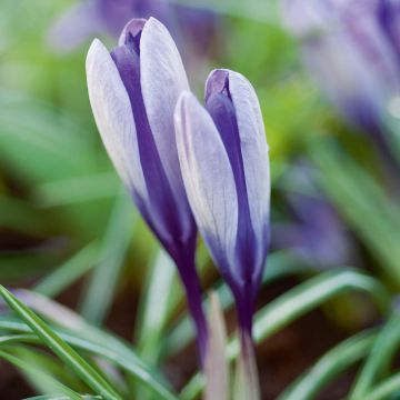 Crocus Yalta - Krokus