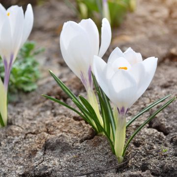 Crocus Silver Coral - Bonte krokus