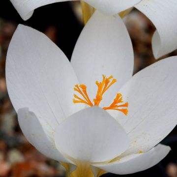 Crocus speciosus Albus - Herfstkrokus