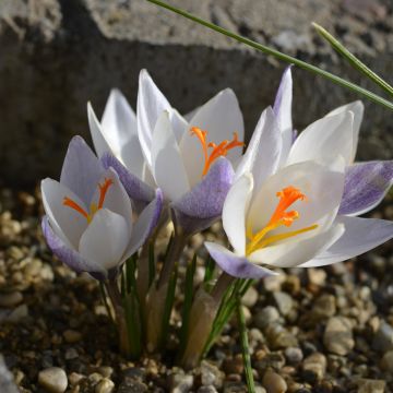 Crocus biflorus subsp. weldenii Fairy - Schotse krokus