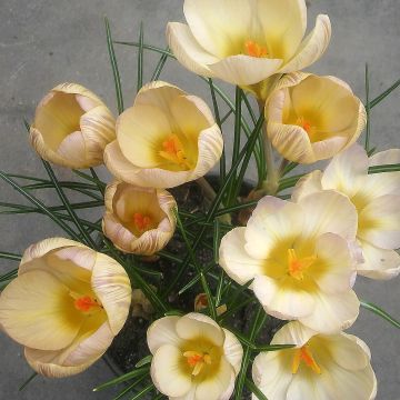 Crocus chrysanthus Constellation - Sneeuwkrokus