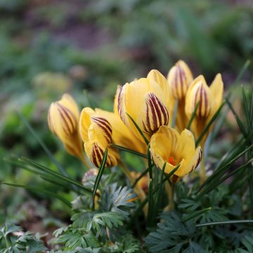 Crocus chrysanthus Gipsy Girl - Sneeuwkrokus