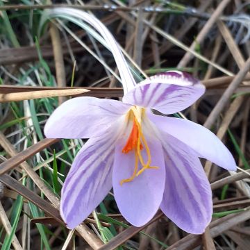 Crocus corsicus - Corsicaanse krokus