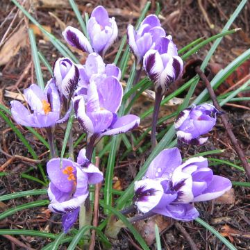 Crocus minimus - Krokus