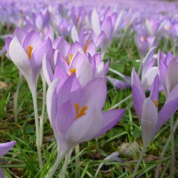 Crocus tommasinianus - Boerenkrokus