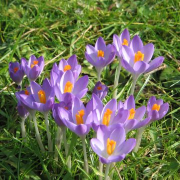 Crocus tommasinianus Barr's Purple - Boerenkrokus