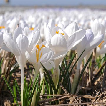 Crocus tommasinianus Ivory Princess - Boerenkrokus