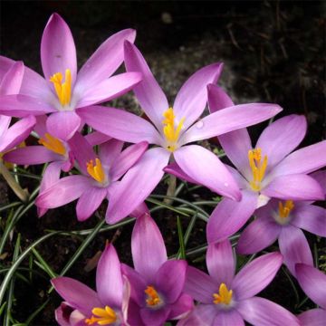 Crocus tommasinianus Roseus - Boerenkrokus