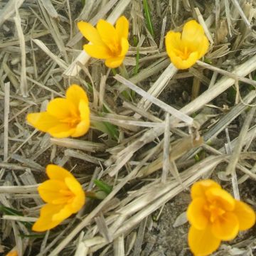 Crocus vitellinus - Krokus