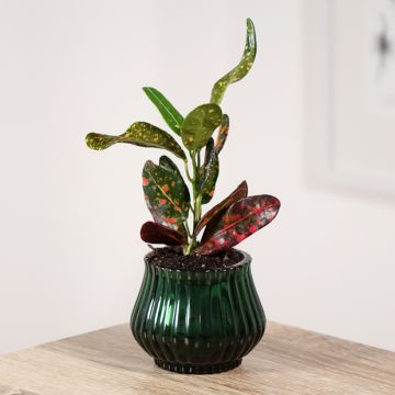 Kroton Mammie - Codiaeum variegatum