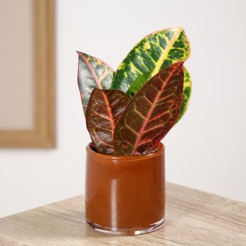 Kroton Petra - Codiaeum variegatum