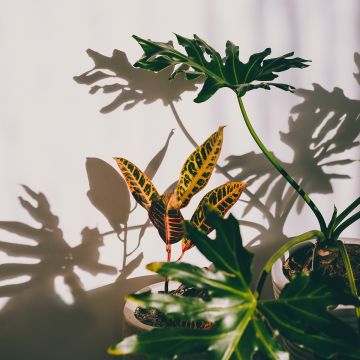 Kroton Moar Yellow - Codiaeum variegatum