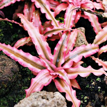 Cryptanthus Pink Star - Aardster