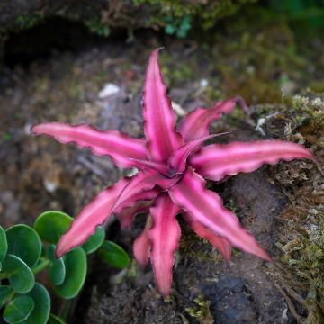 Cryptanthus Super Pink - Aardster