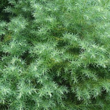Cryptomeria japonica Elegans - Japanse cipres