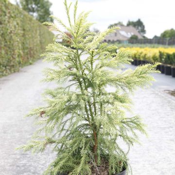 Cryptomeria japonica Sekkan Sugi - Japanse cipres