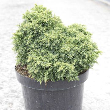 Cryptomeria japonica Yokohama - Japanse cipres