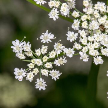 Komijn - Cuminum cyminum Komijn - Cuminum cyminum