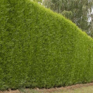Cupressocyparis leylandii Atro - Leylandcipres