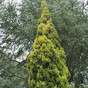 Cupressus sempervirens Swanes Golden - Italiaanse cipres