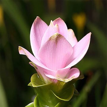 Curcuma alismatifolia Roze - Siamtulp