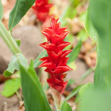 Curcuma alismatifolia Rood - Siamtulp