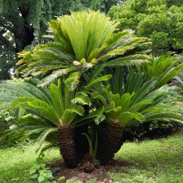 Cycas revoluta - Sagopalm