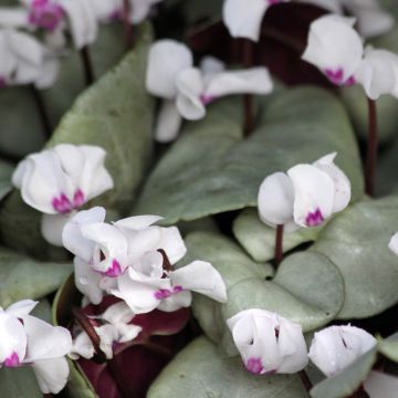 Cyclamen coum Wit grijs blad - Alpenviooltje
