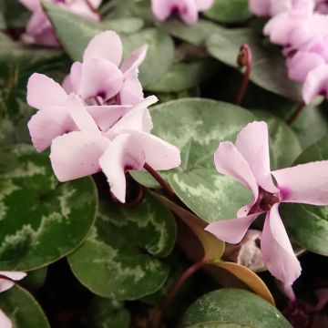 Cyclamen coum Roze gemarmerd blad - Alpenviooltje