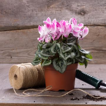 Cyclamen persicum Super Série Crayon in pot - Miniatuur cyclamen
